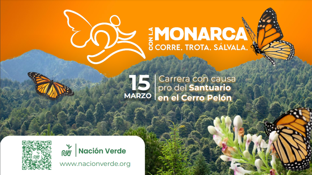 Invitan a correr en Zitácuaro por la Monarca